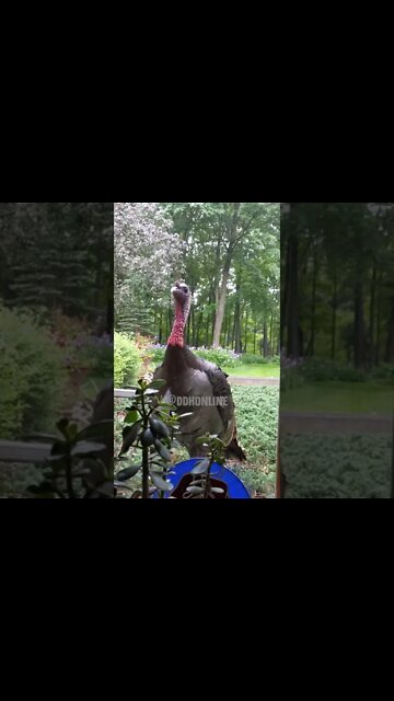 Funny Gobbler Pecks at Window 🦃 #Shorts