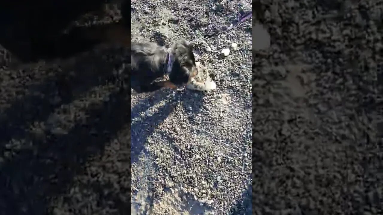 My Daughter's Dog Attacks An Ice Chunk