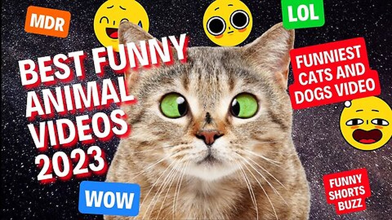 Hilarious Animal Antics: Laugh Out Loud with Funny Animal Videos!