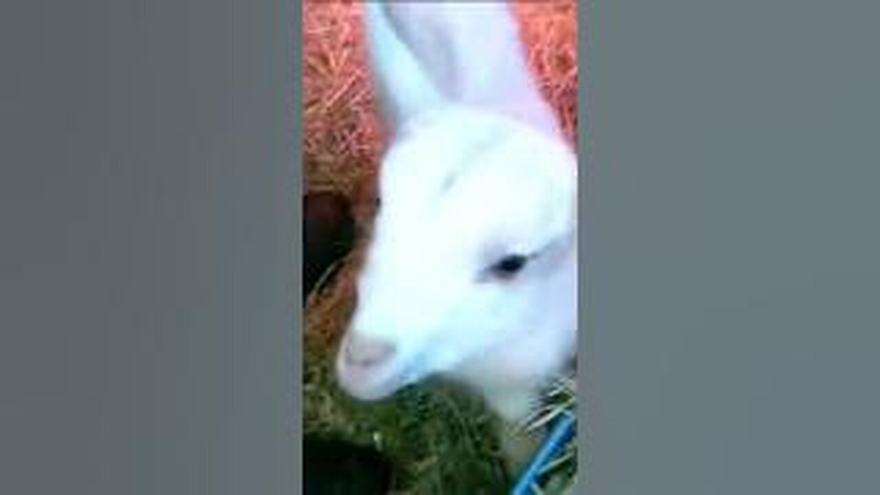 Playful 5 day old kid, From our homestead video vault. We can't wait for more baby goats.