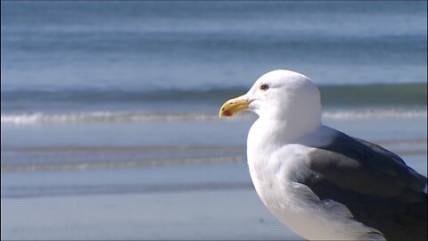 Winter heatwave hits San Diego, health concerns arise