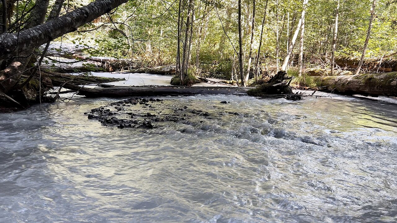 STANDING SHORELINE of BEAUTIFUL MILKY & OPAQUE White River on Skookum Flats Trail! | 4K | Washington