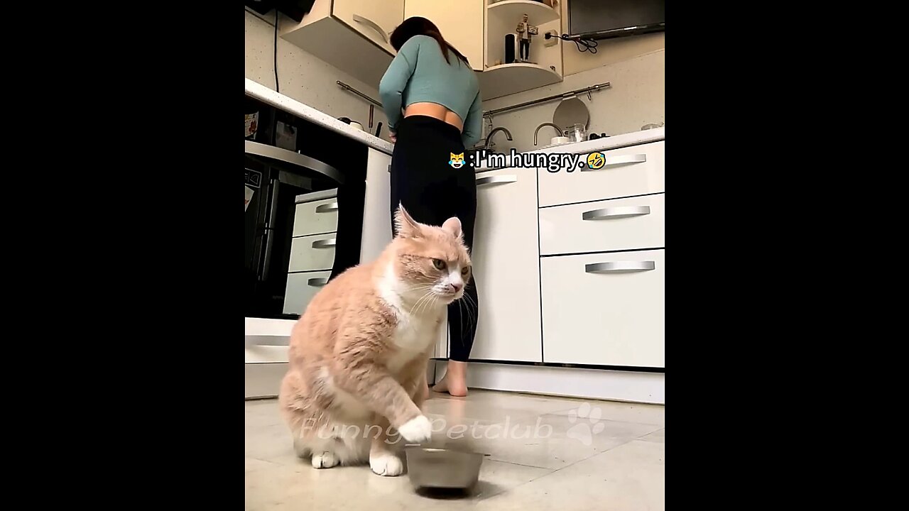 Funniest Cat🐈In the world 🌍