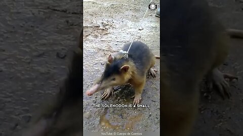 Solenodon 💥 Deadly Bite: A Mammal with a Twist!