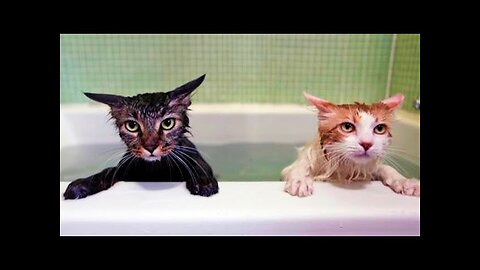 Funny animals - Funny cats dogs - Funny animal videos