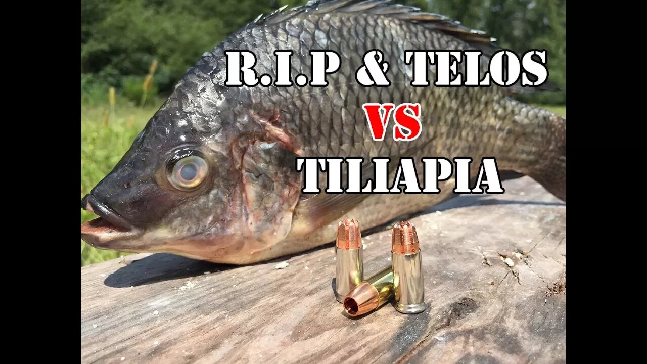 9mm RIP, Civic Duty, and Telos rounds vs a Tilapia...
