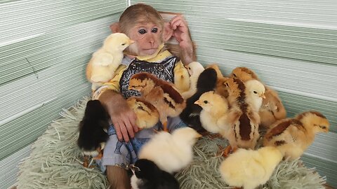 Monkey Cutis 🙈and Baby Goat🐐 chick 🐔 Videos Compilation!