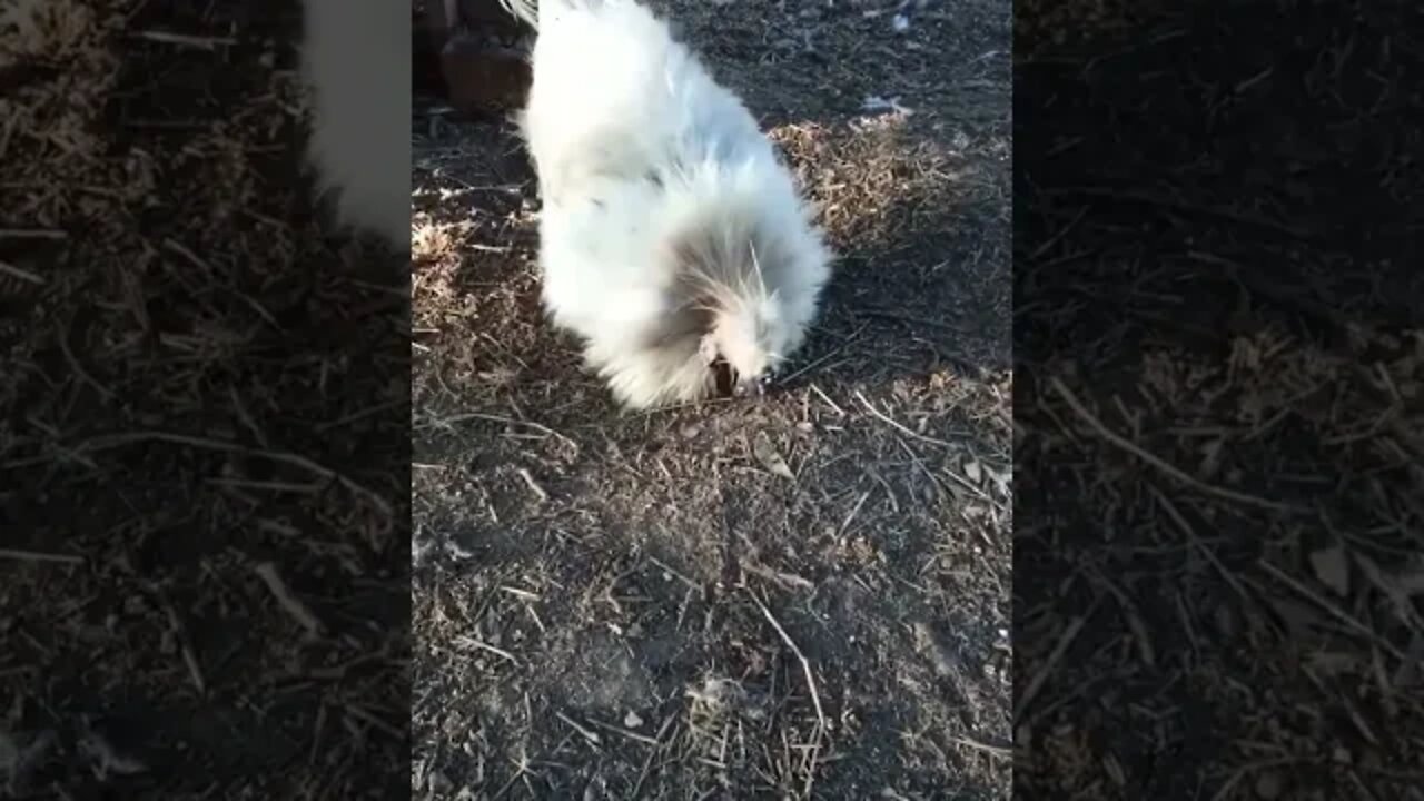 Good morning Silkie Rooster