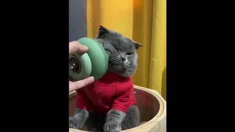 Best Massager For pet #shorts #pet #cat