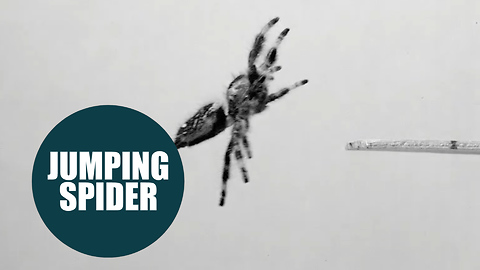 Spider trained to jump on demand for the first time