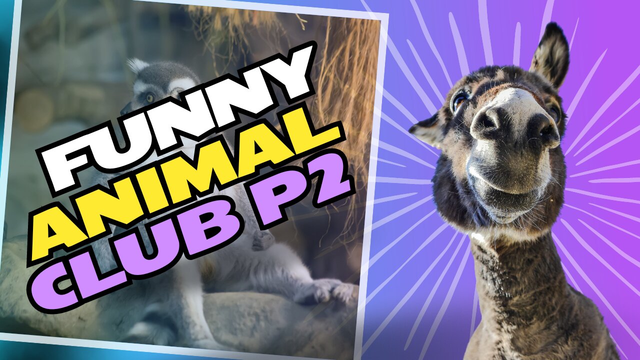 Animals Being Goofy: Laugh-Out-Loud Funny Moments