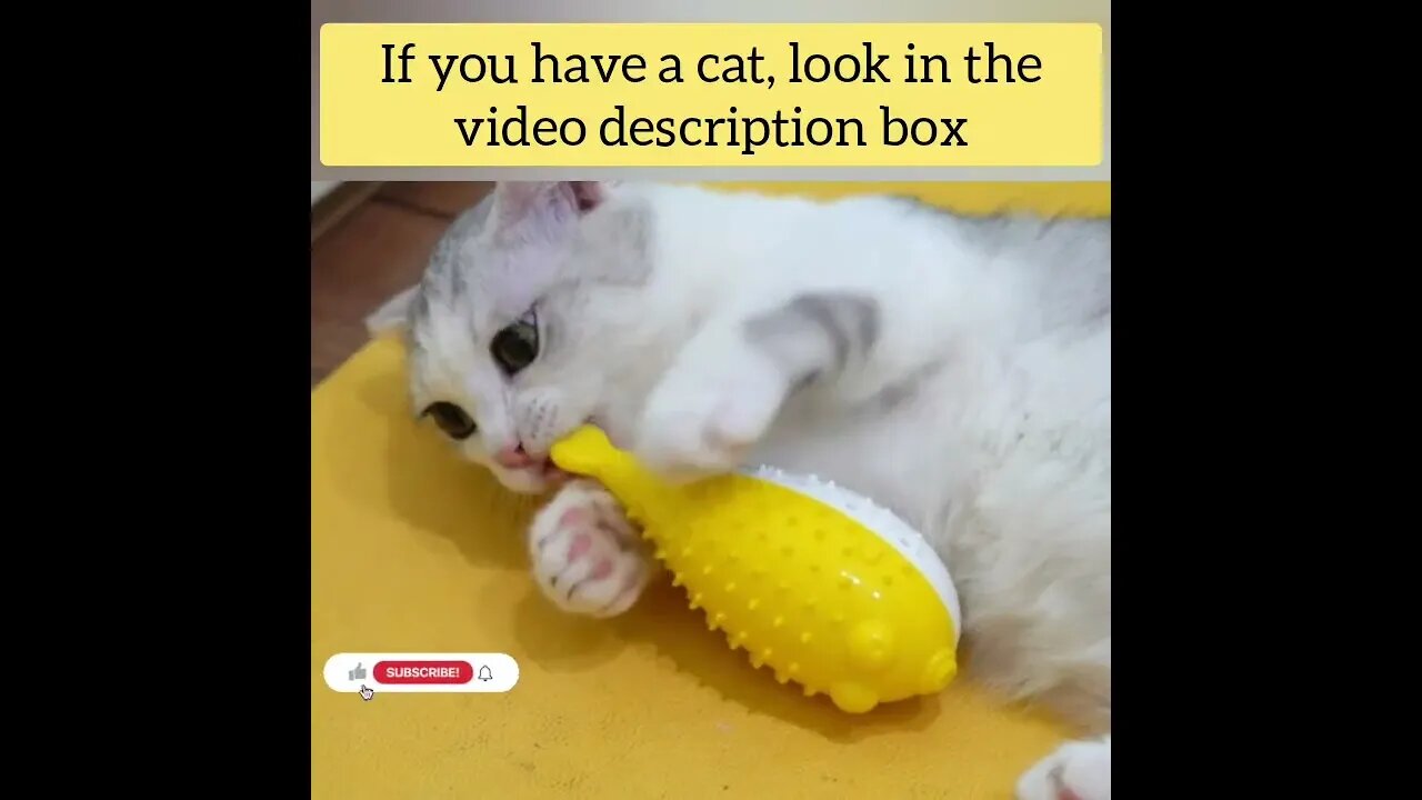 cute cat videos 😹 funny videos 😂93