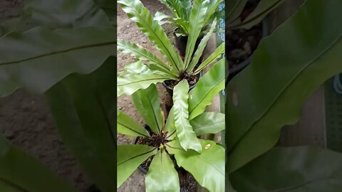 pohon kadaka
