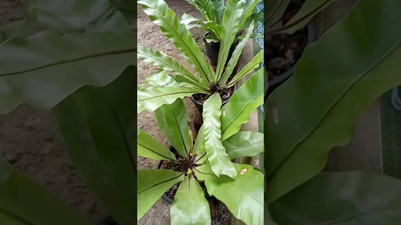 pohon kadaka
