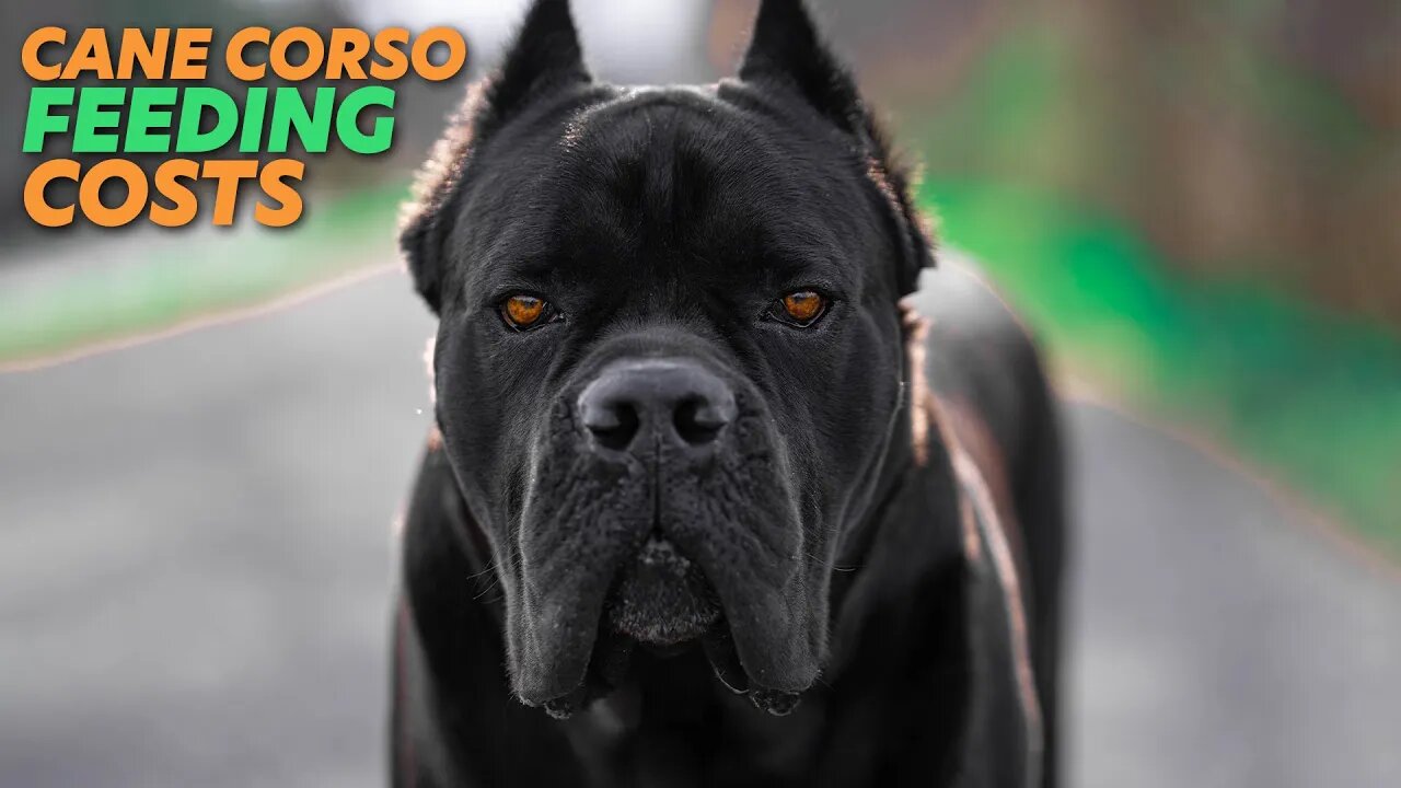 Cane Corso Feeding Costs Raw Diet - Kibble - Pre-Made Raw