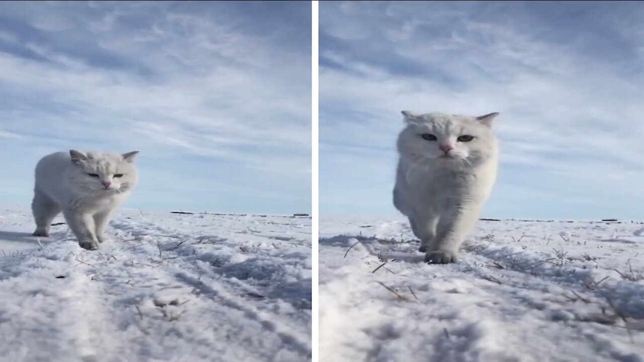 Beautiful Cat Walks on The Snow