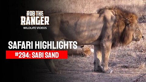 Safari Highlights #294: 21 - 23 Sep 2014 | Sabi Sand Nature Reserve | Latest Wildlife Sightings