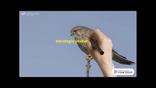 estrategia youtube