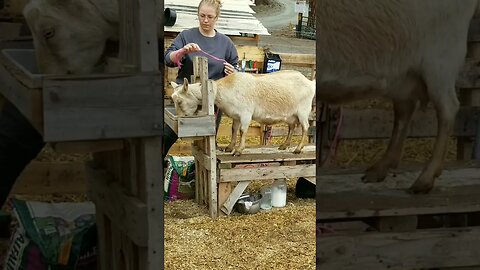 #rainyday #milkgoats #homesteading #homesteadlife #farm #farmlife #farmanimals #goats #homestead