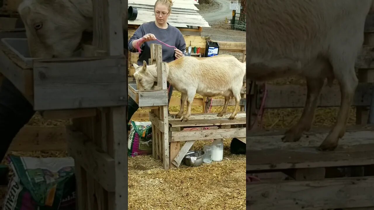 #rainyday #milkgoats #homesteading #homesteadlife #farm #farmlife #farmanimals #goats #homestead