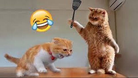 Funniest Animals