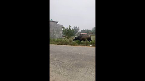 Rhino Attack