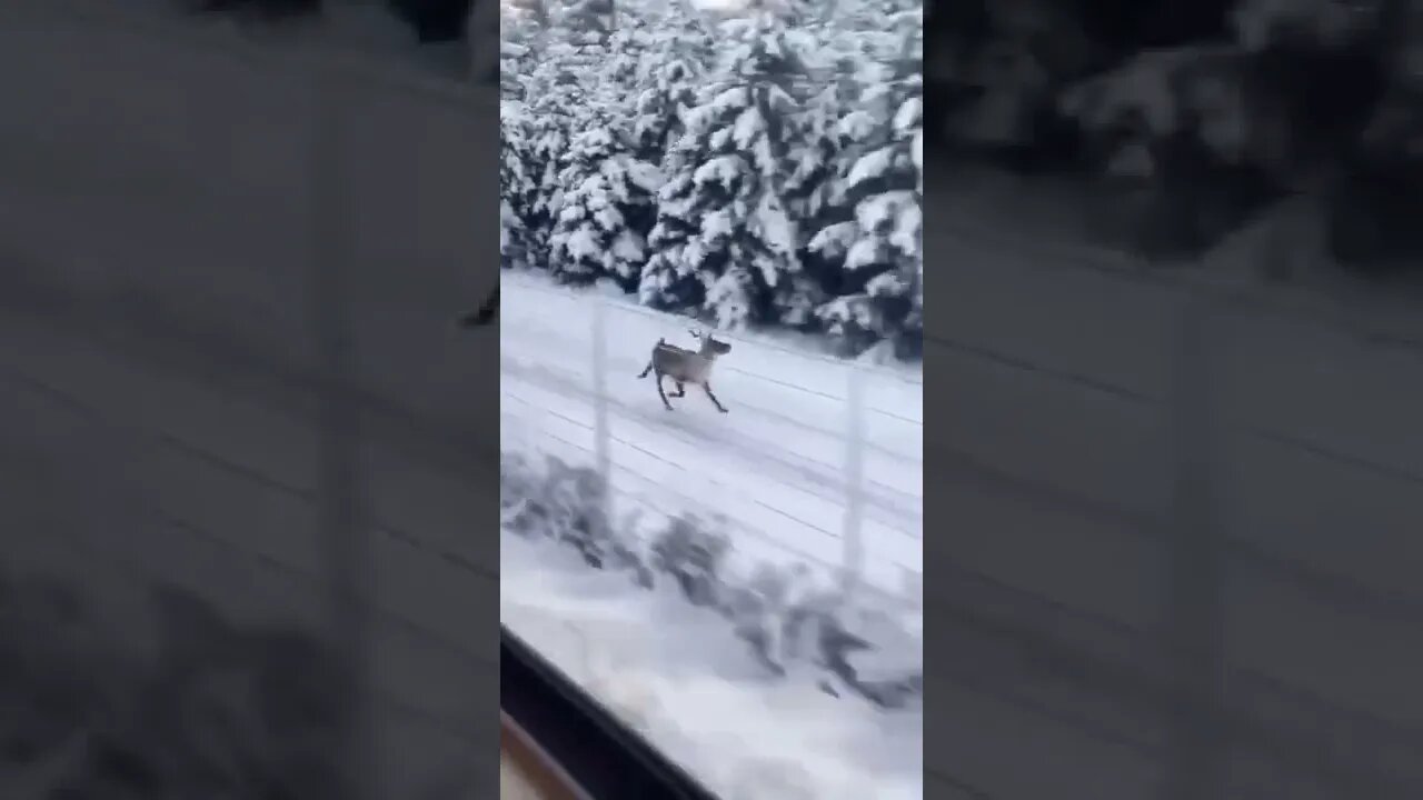 Reindeer easily keeping pace with a train