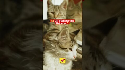 Cute Cat Funny Video 😂😹| #cutefunny #Cat #cutecats #shorts #funnycatsvideos