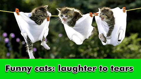 Funny cats: laughter to tears | Fun with cats (2024)