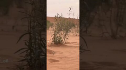 Amazing desert lizards 😳😳
