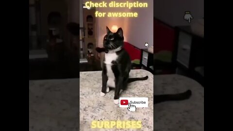 Funny cat behaviors