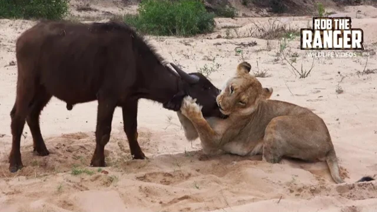 Buffalo Takedown! (Daughters Of the Mapogo Lions - Rebuilding The Othawa Pride - 139)