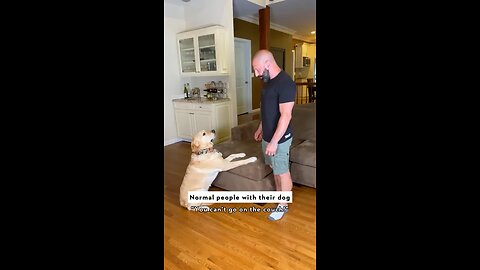 Which type of dog owner are you