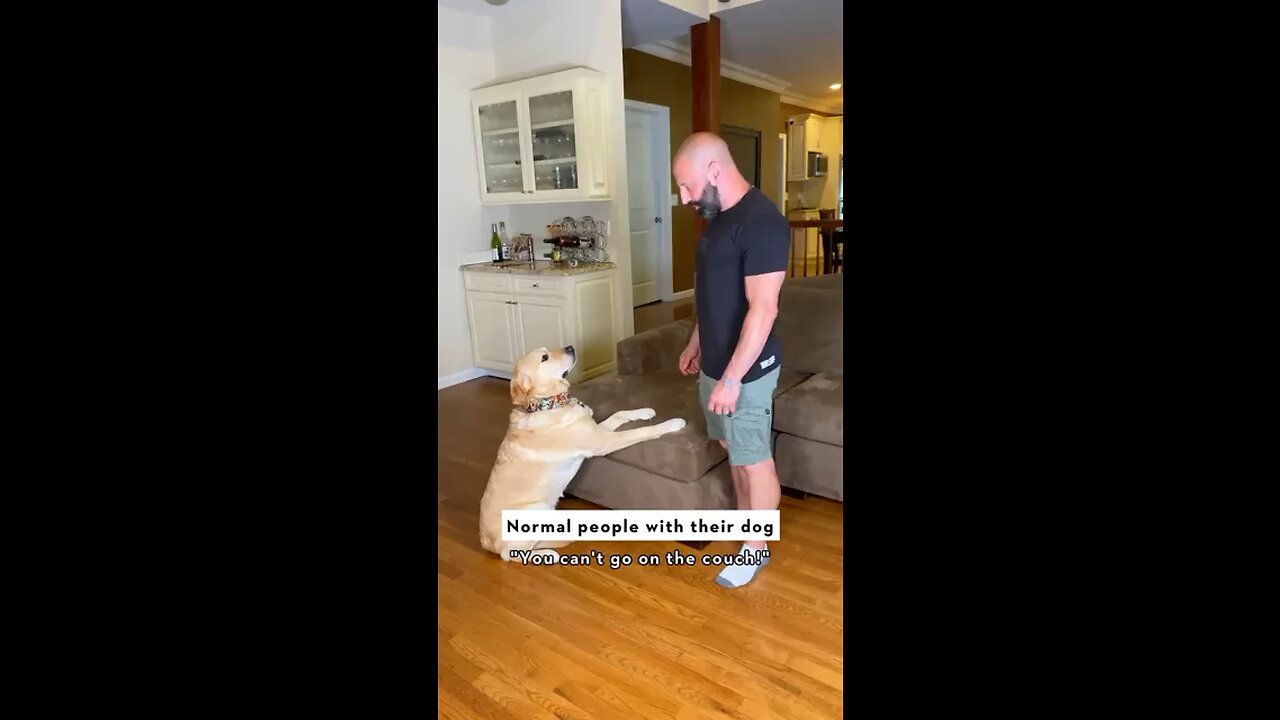 Which type of dog owner are you
