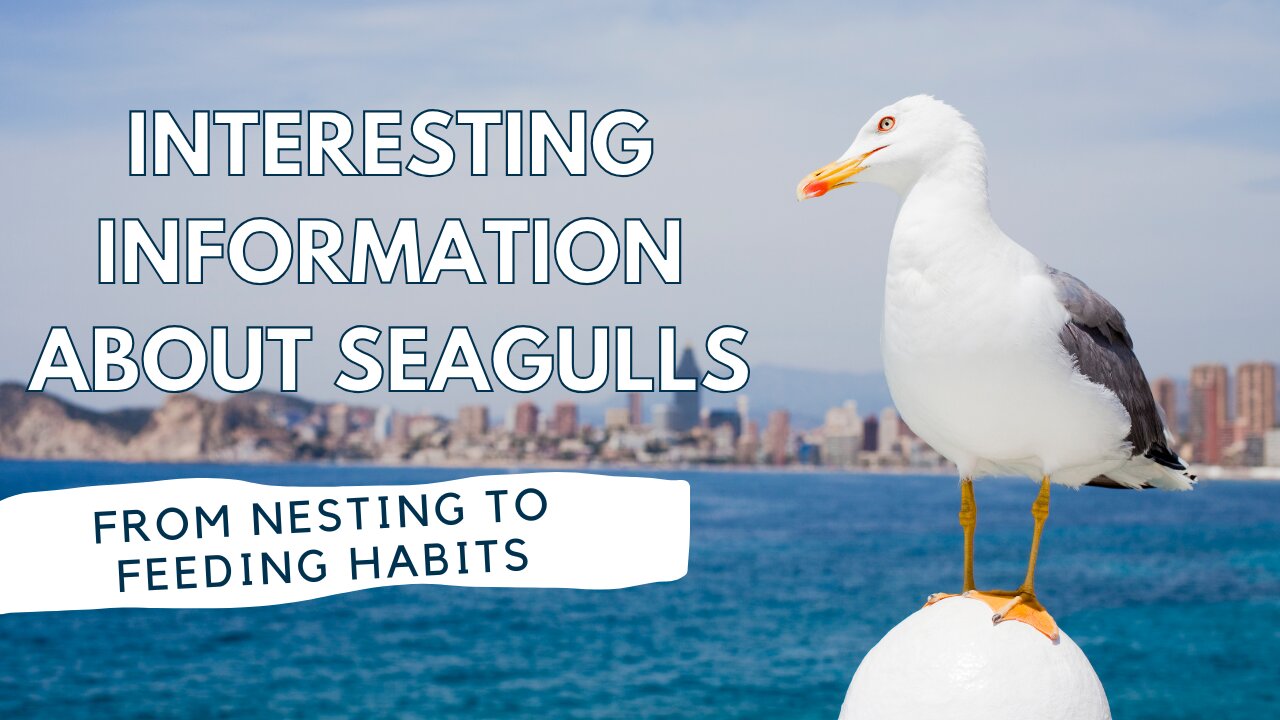 Seagulls | Fascinating Facts and Behaviors Explained