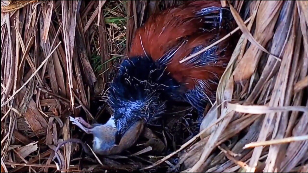 Caring people sent a fat mouse to the baby brown-winged cuckoo