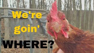 Chickens on the move