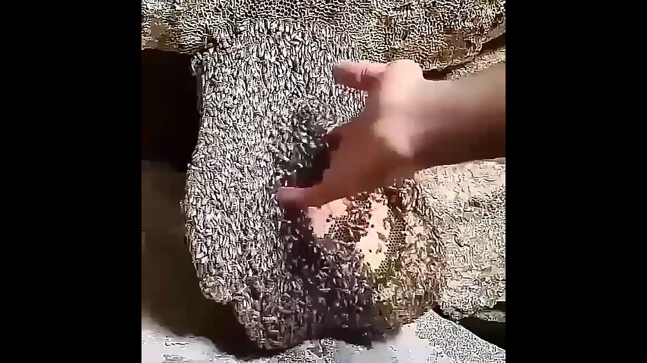 Bee Hive Disturbed