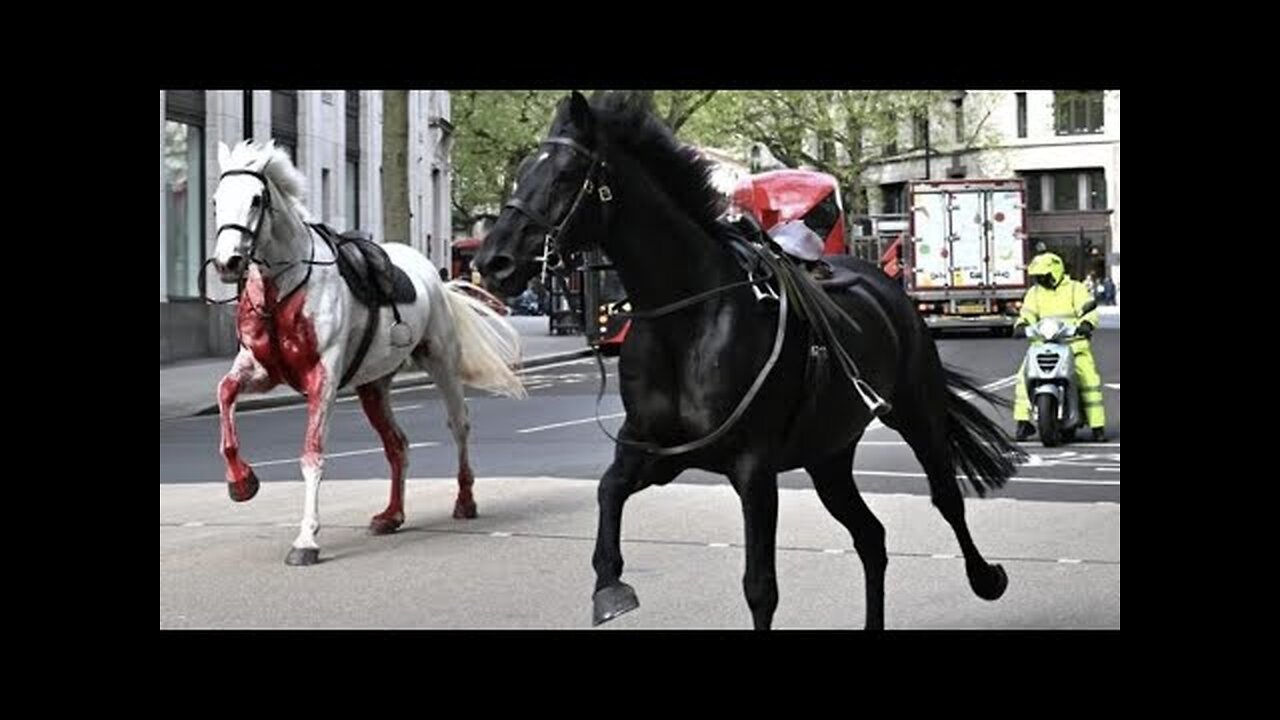 SIGNS & MESSAGES ARE BEING SENT! THE SYMBOLISM BEHIND THE BLOODY HORSES RUNNING FREE IN LONDON!