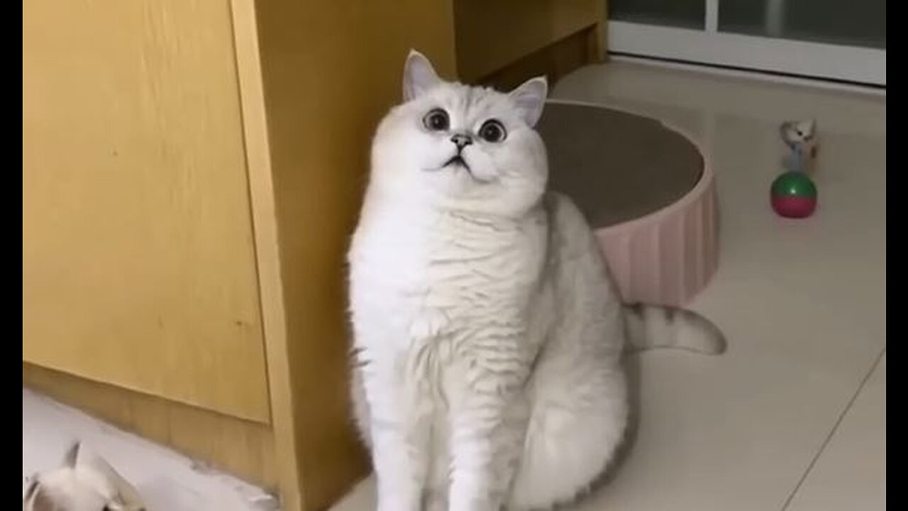 Cat got pranked by his owner