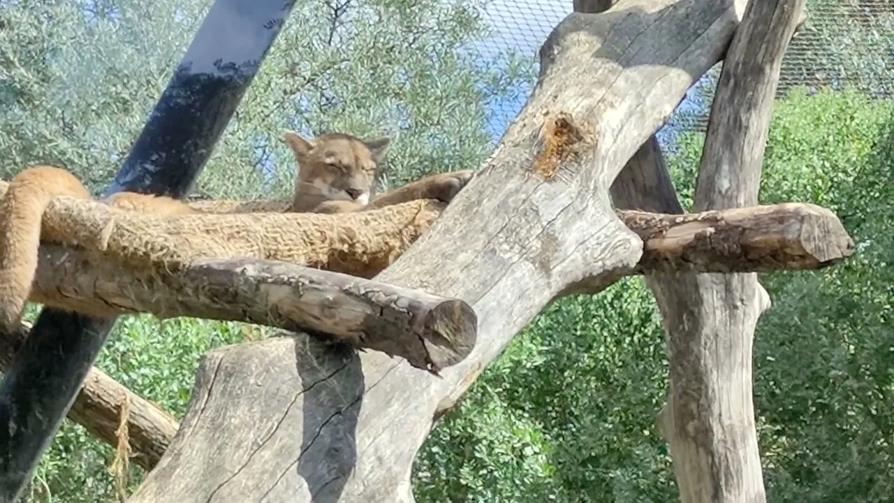 Un Puma 🐅 au KLM ZZZzz 🤗💙