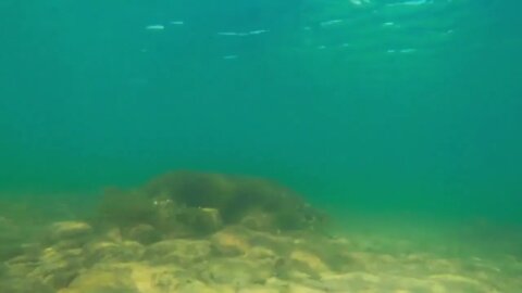 Slow Motion Underwater Shot Of Several Fish Swimming On Ocean Floor