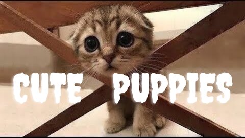 💗Cute And Funny Pets _ Try Not To Laugh To These Pets Compilation #7💗 Cutest Lands