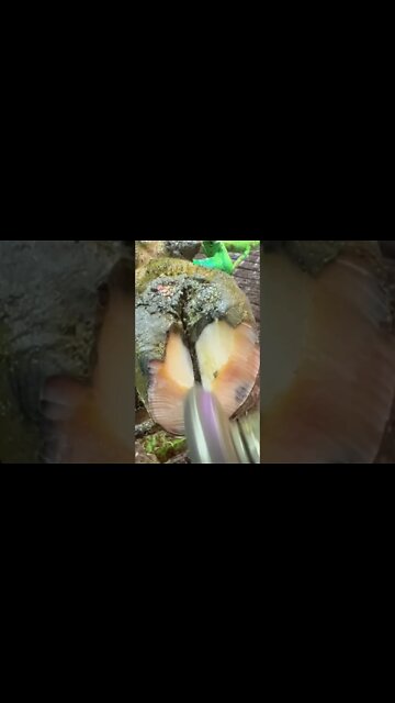 Insect infected Hoof entirely cleaned up and cared for