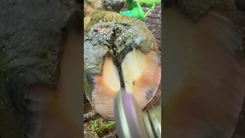 Insect infected Hoof entirely cleaned up and cared for