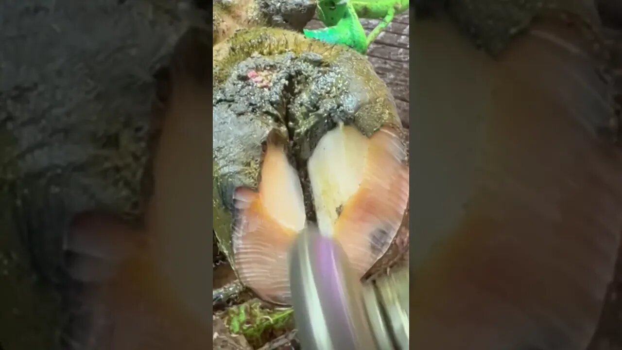 Insect infected Hoof entirely cleaned up and cared for