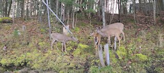 Lots of deer have twins