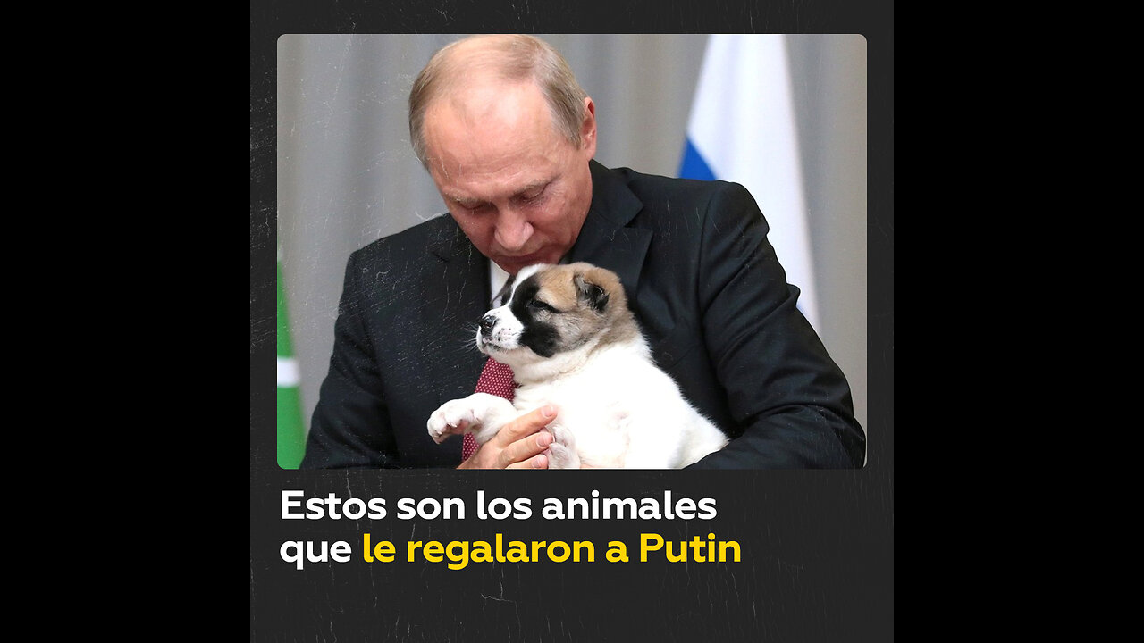 Las mascotas de Putin: ¿qué animales recibió como obsequio el presidente ruso?