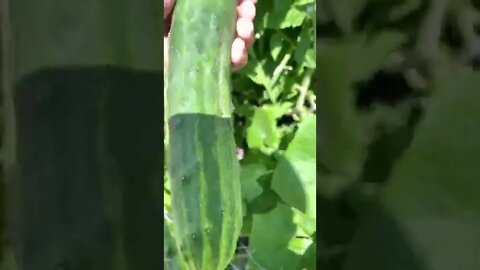 Farmer Juan