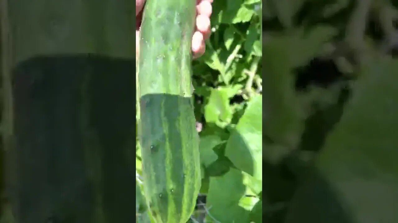 Farmer Juan